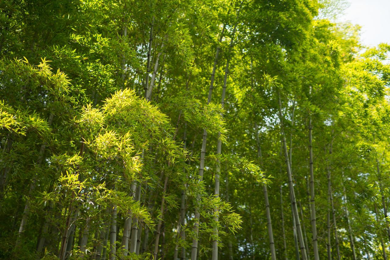 Kyoto Chikuan Daire Dış mekan fotoğraf
